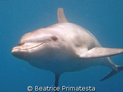 Dolphin by Beatrice Primatesta 